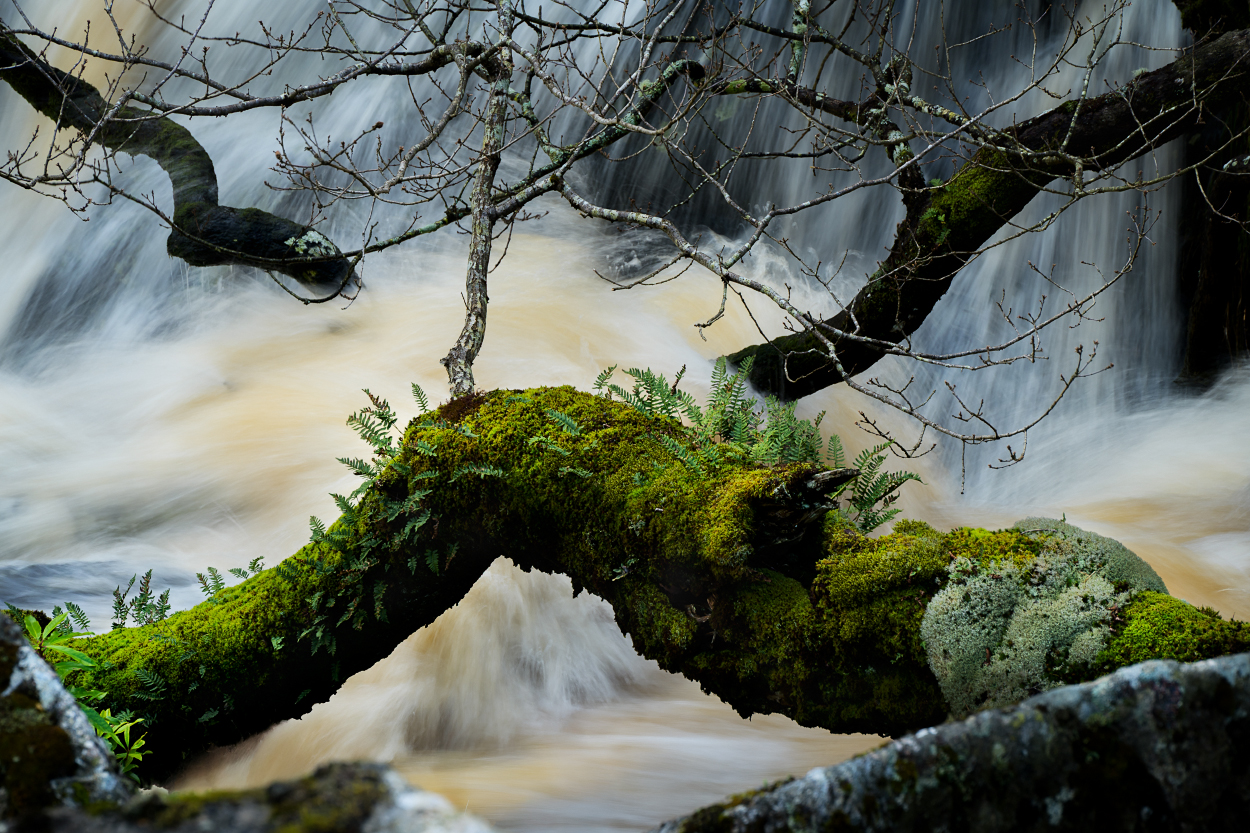 Wicklow Landscape #8